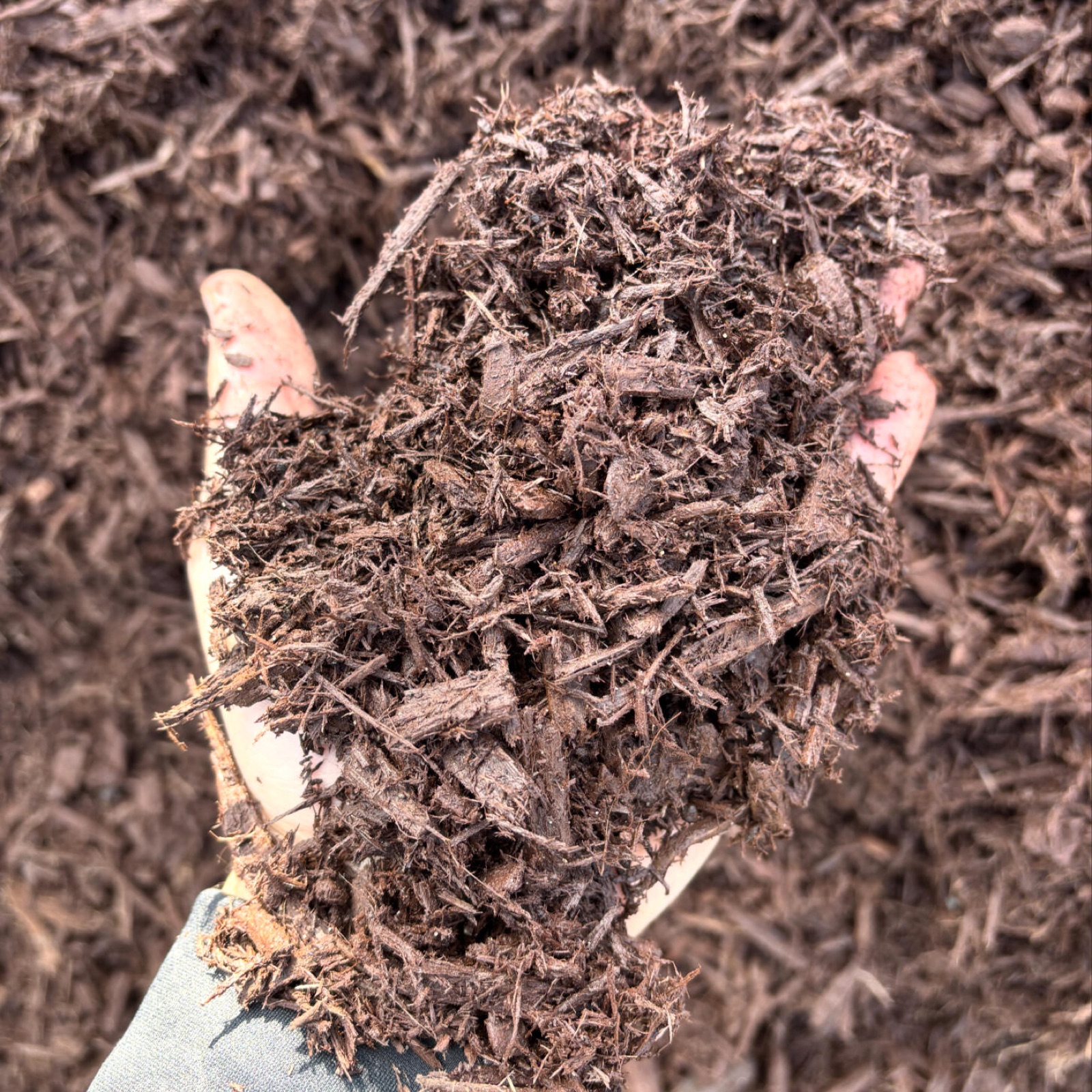 Brown mulch in hand