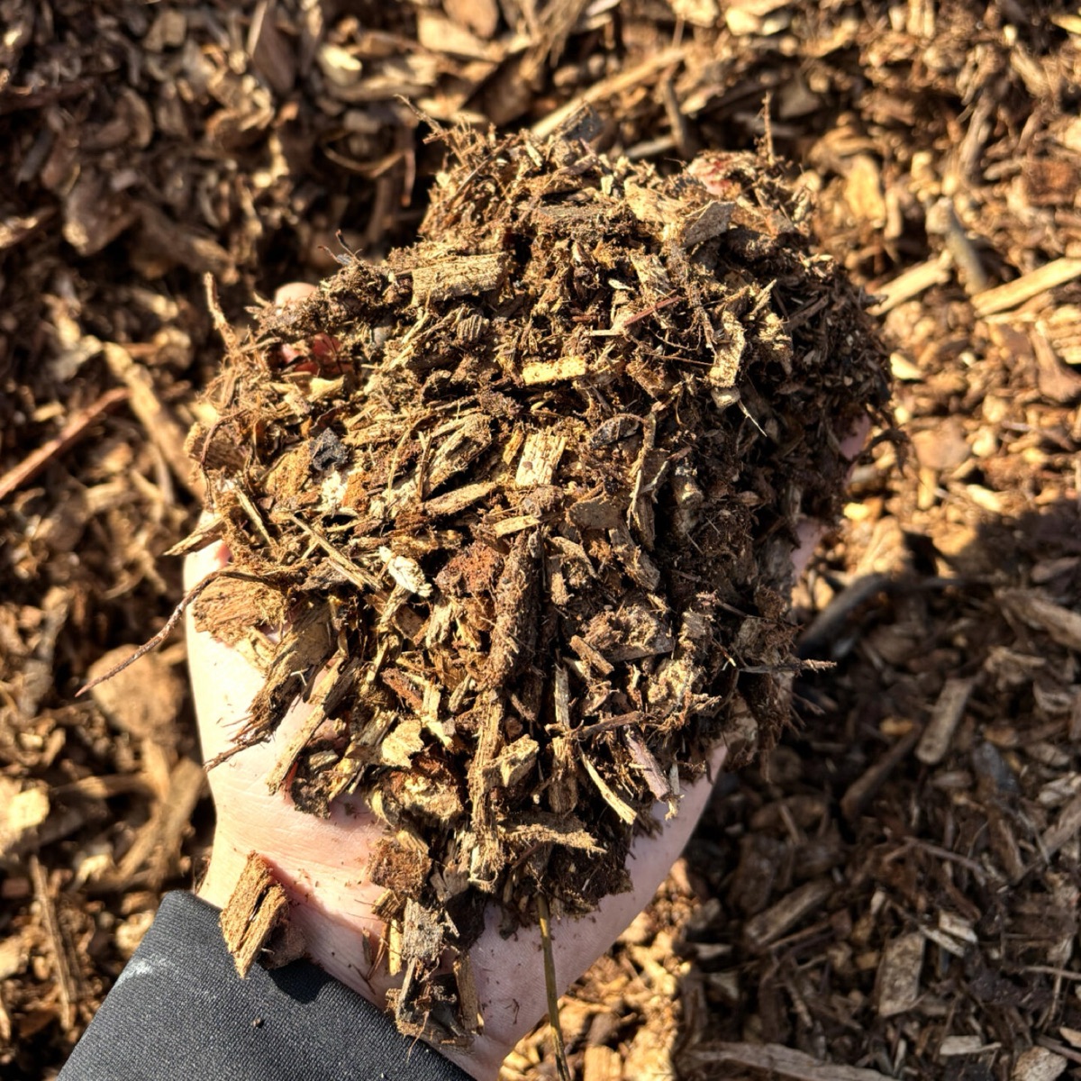 Mixed hardwood mulch in hand