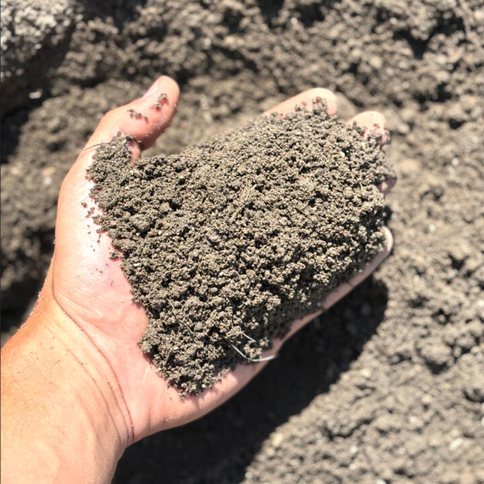 Topsoil closeup